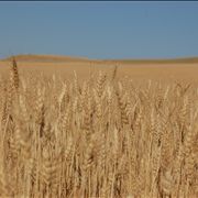 Picture - Harvest Wheat Field