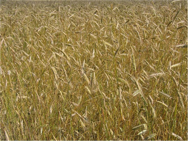 Picture - Ripe of Wheat