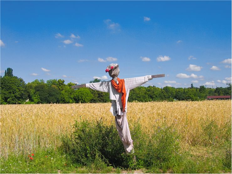 Picture - Wheat Field with Scarecrow